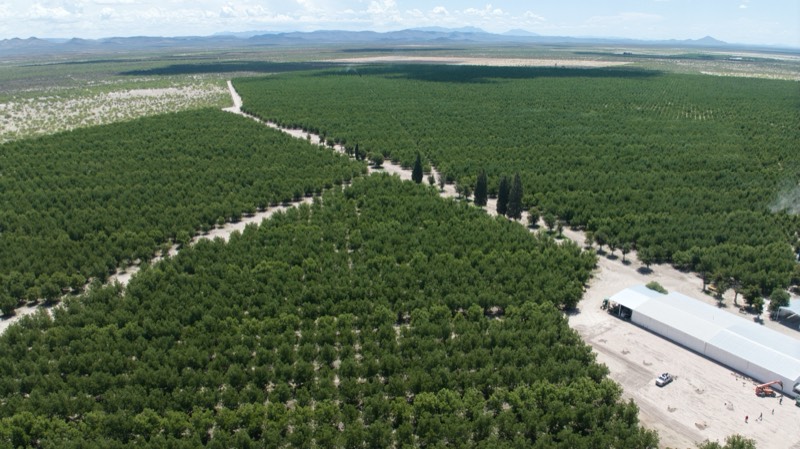 Nogalera con Protocolo HUMIX — árboles densos y frondosos a solo 9 años
